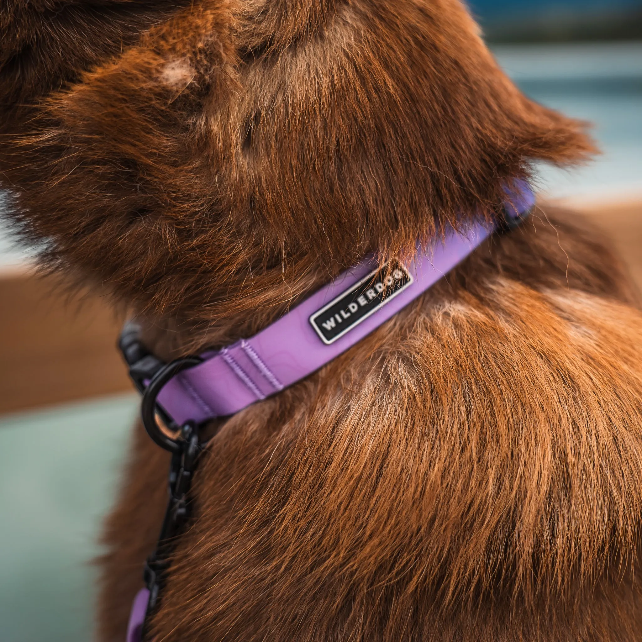 Aurora Waterproof Collar