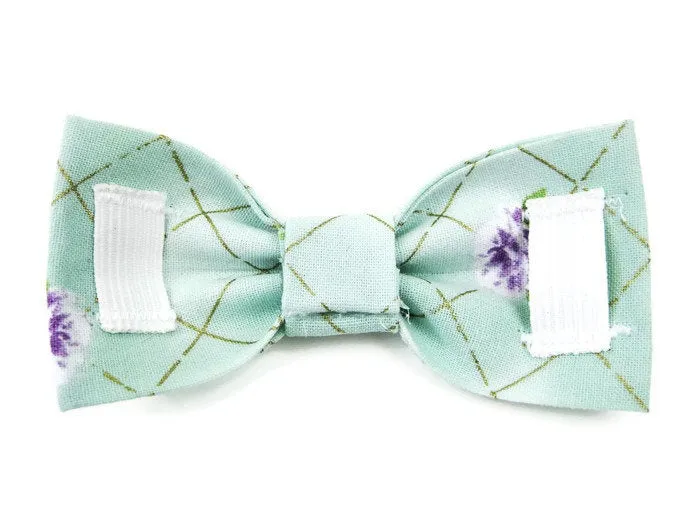 Bowtie Collar | Gaylord