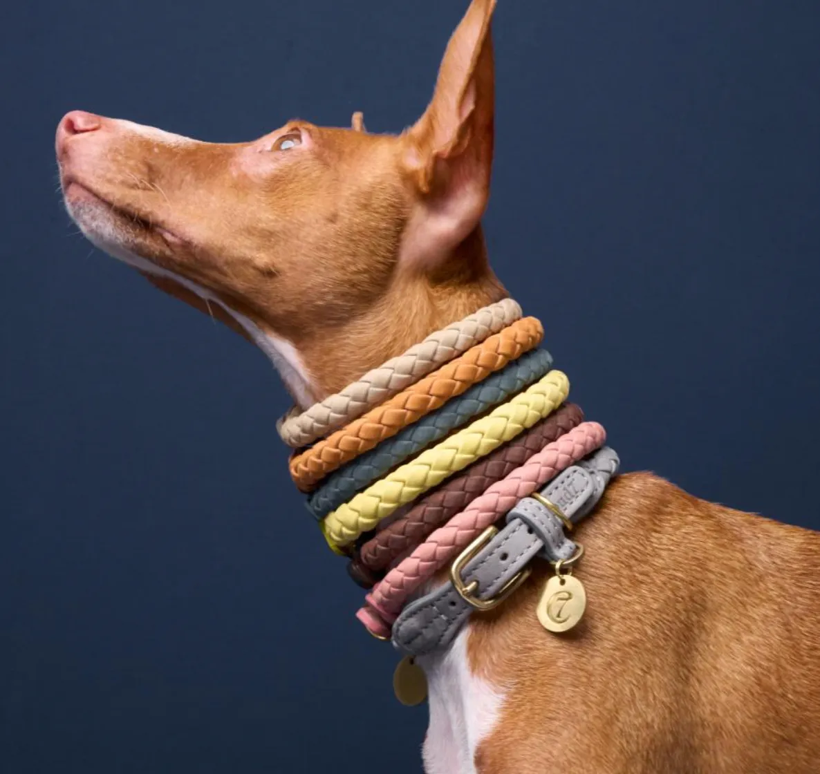 Cloud7 Ravello Dog Collar