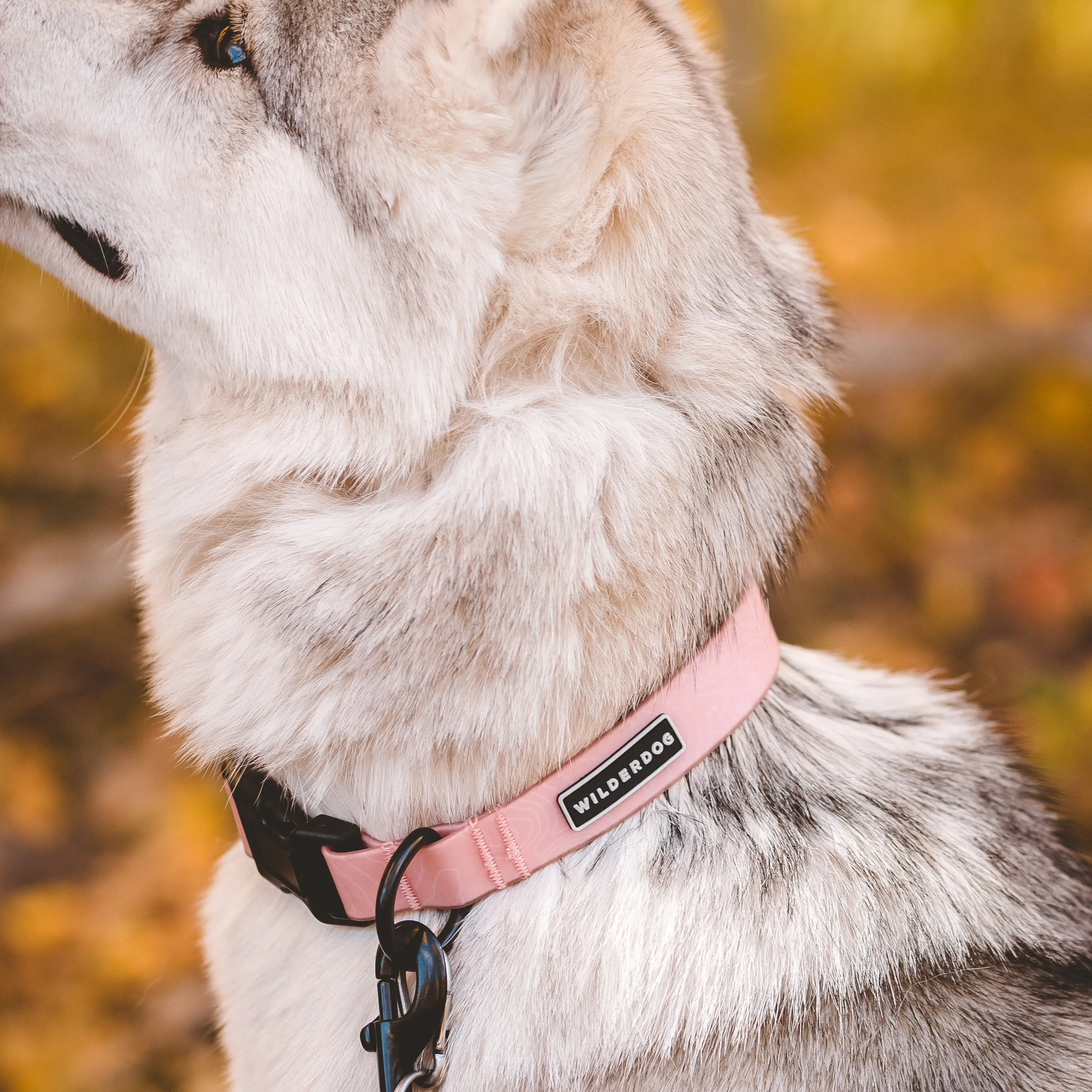 Guava Waterproof Collar