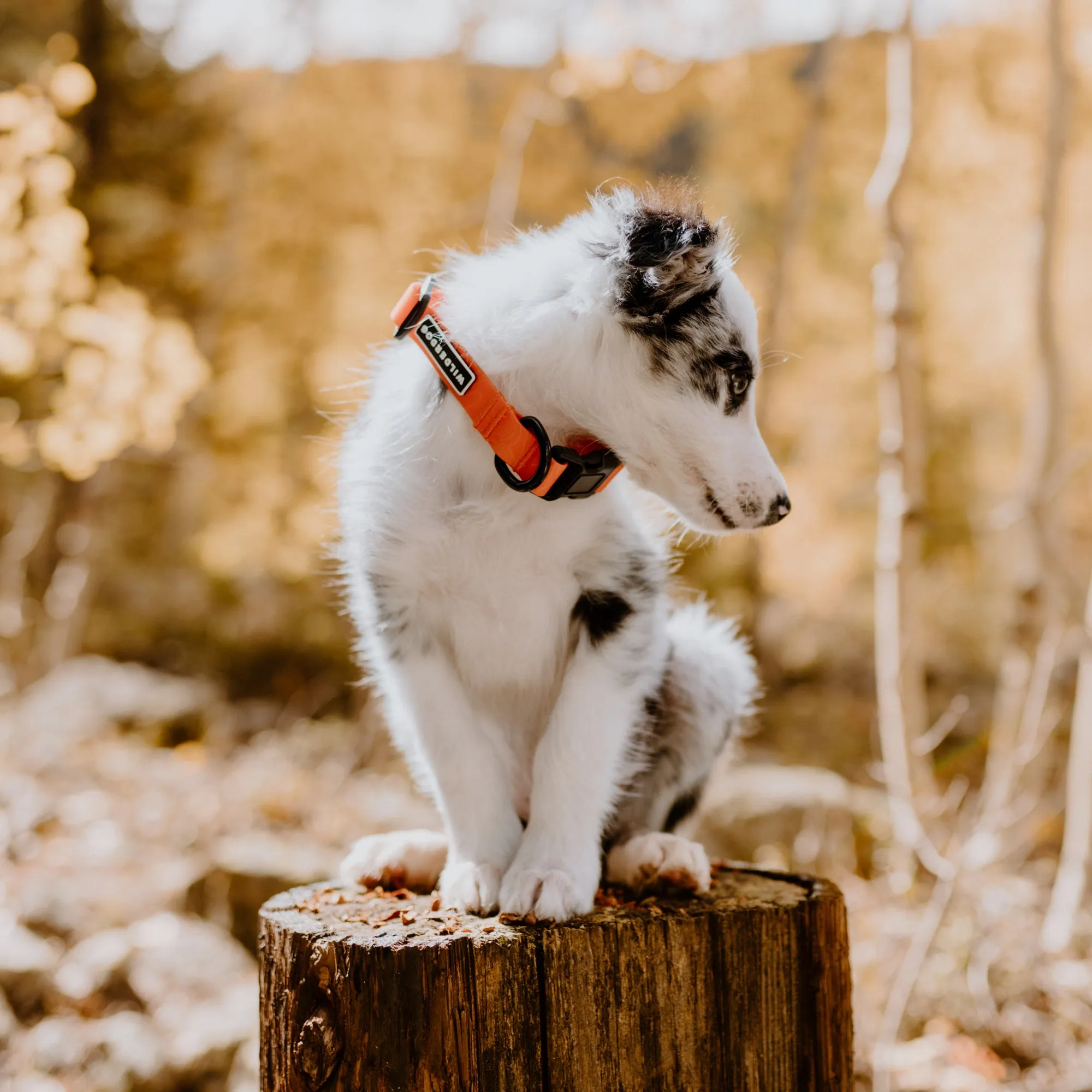 Orange Waterproof Collar