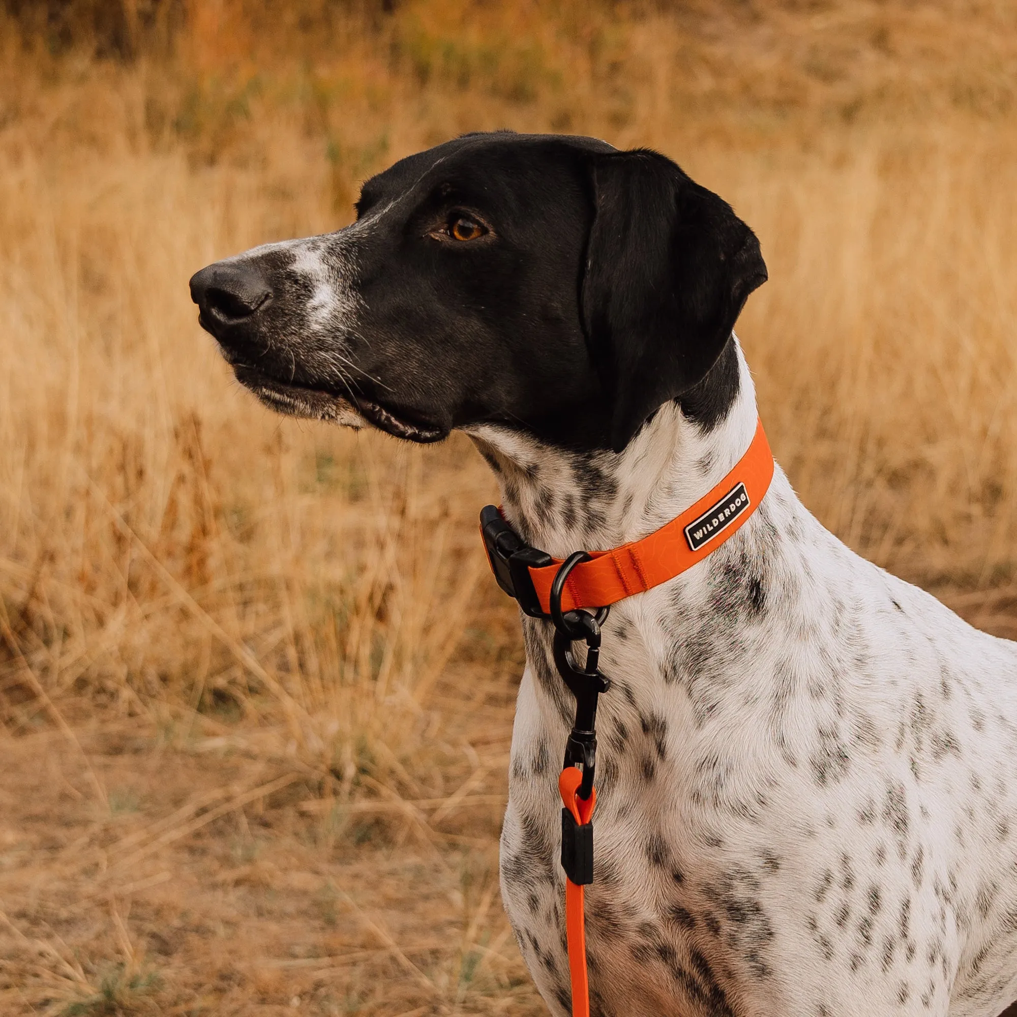 Orange Waterproof Collar