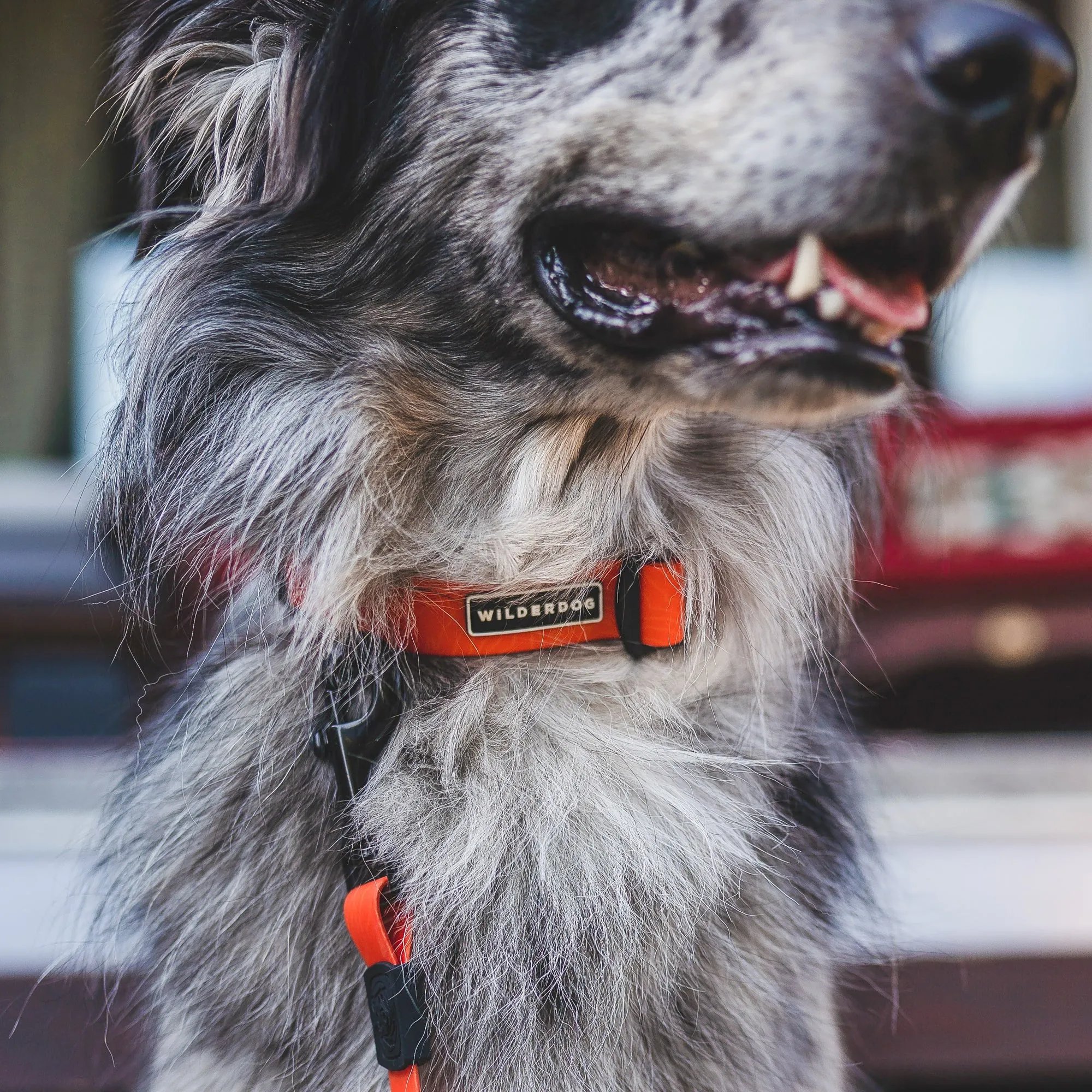 Orange Waterproof Collar