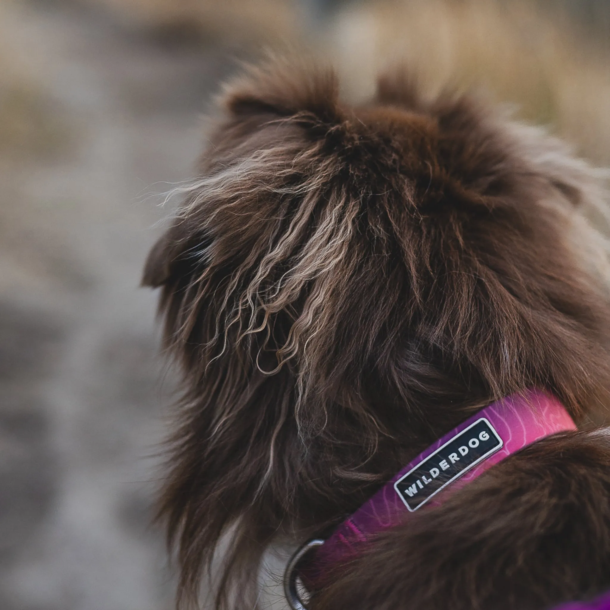 Plum Waterproof Collar