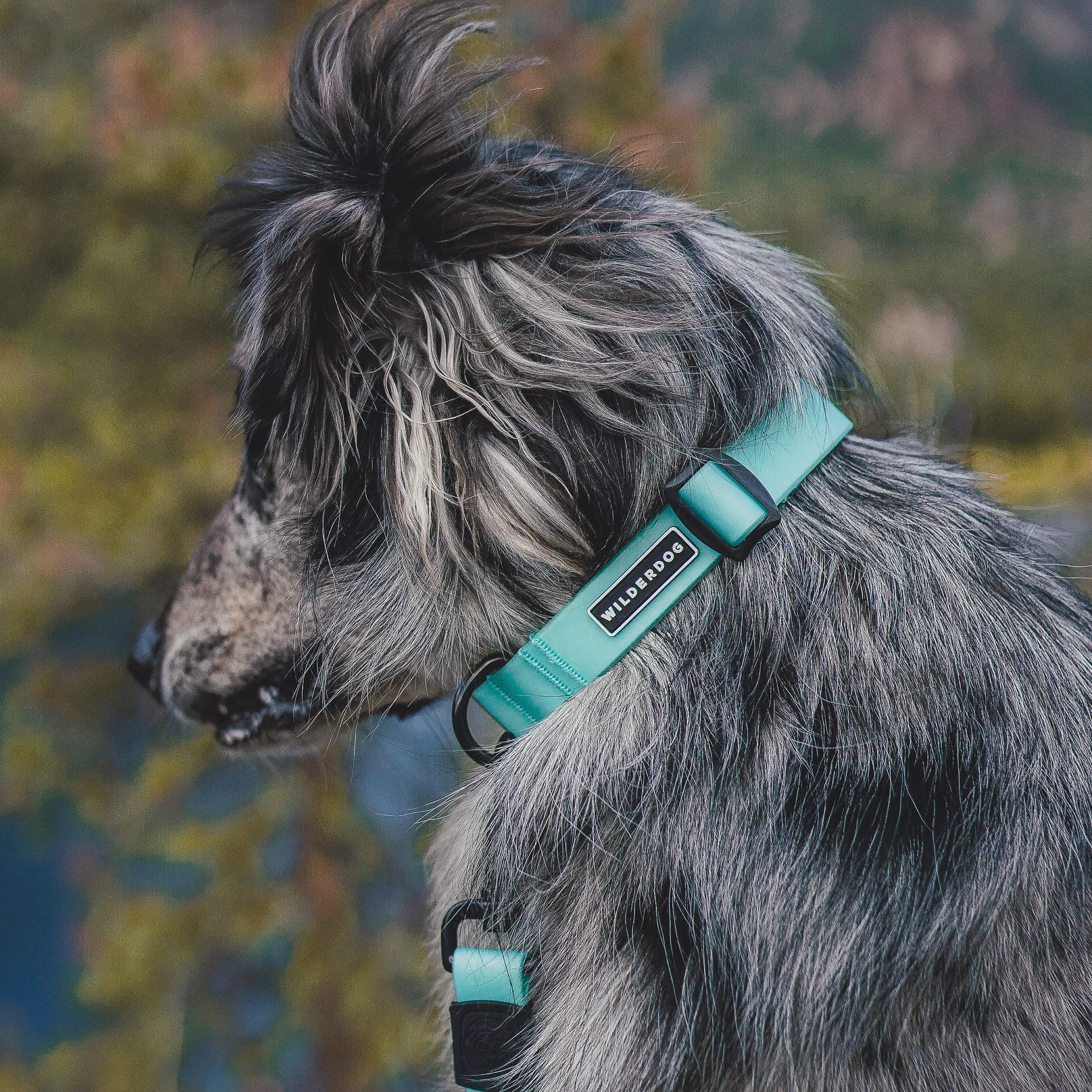 Seafoam Waterproof Collar