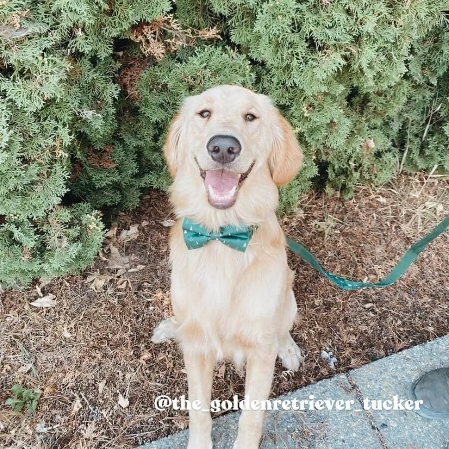 Trees Bowtie Unbreakable Collar™ & Leash Set