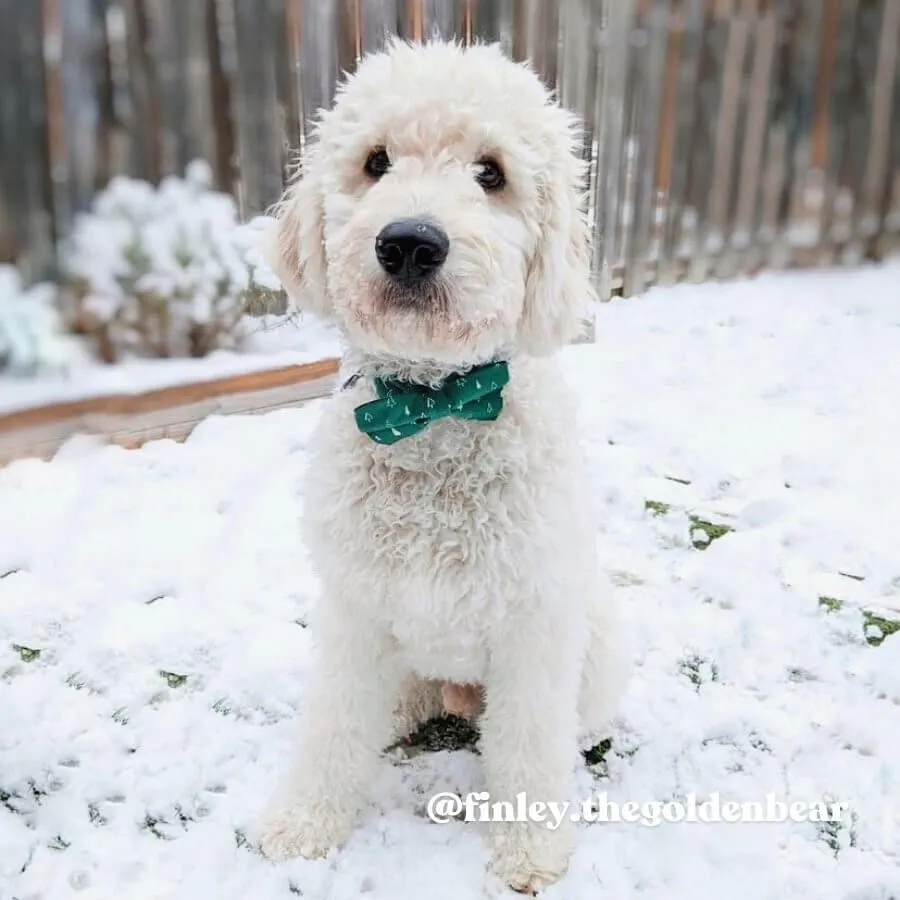 Trees Bowtie Unbreakable Collar™ & Leash Set